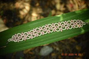 Pulsera Rouse